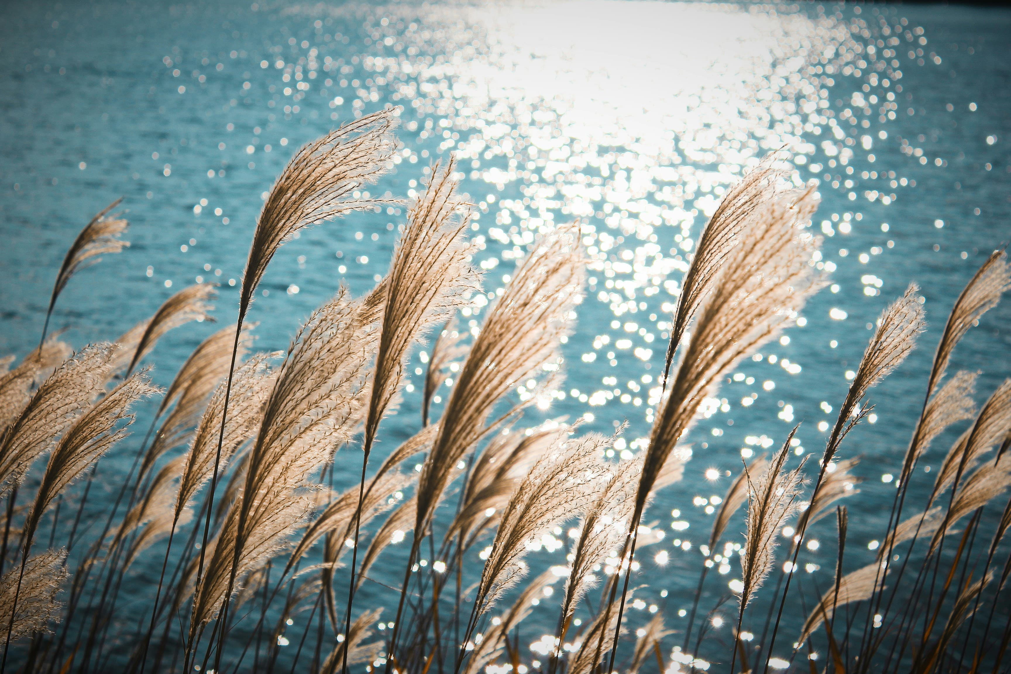 Natuur bij het IJsselmeer