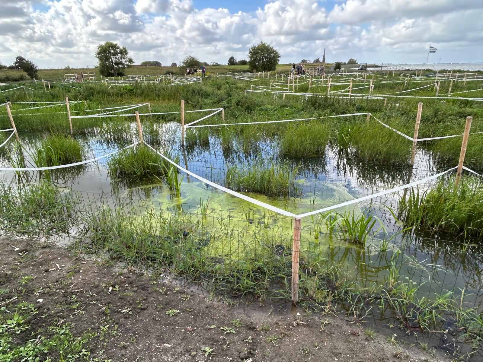 De proeftuin van LIFE Watersource bij Andijk, met algengroei in het ondiepe water