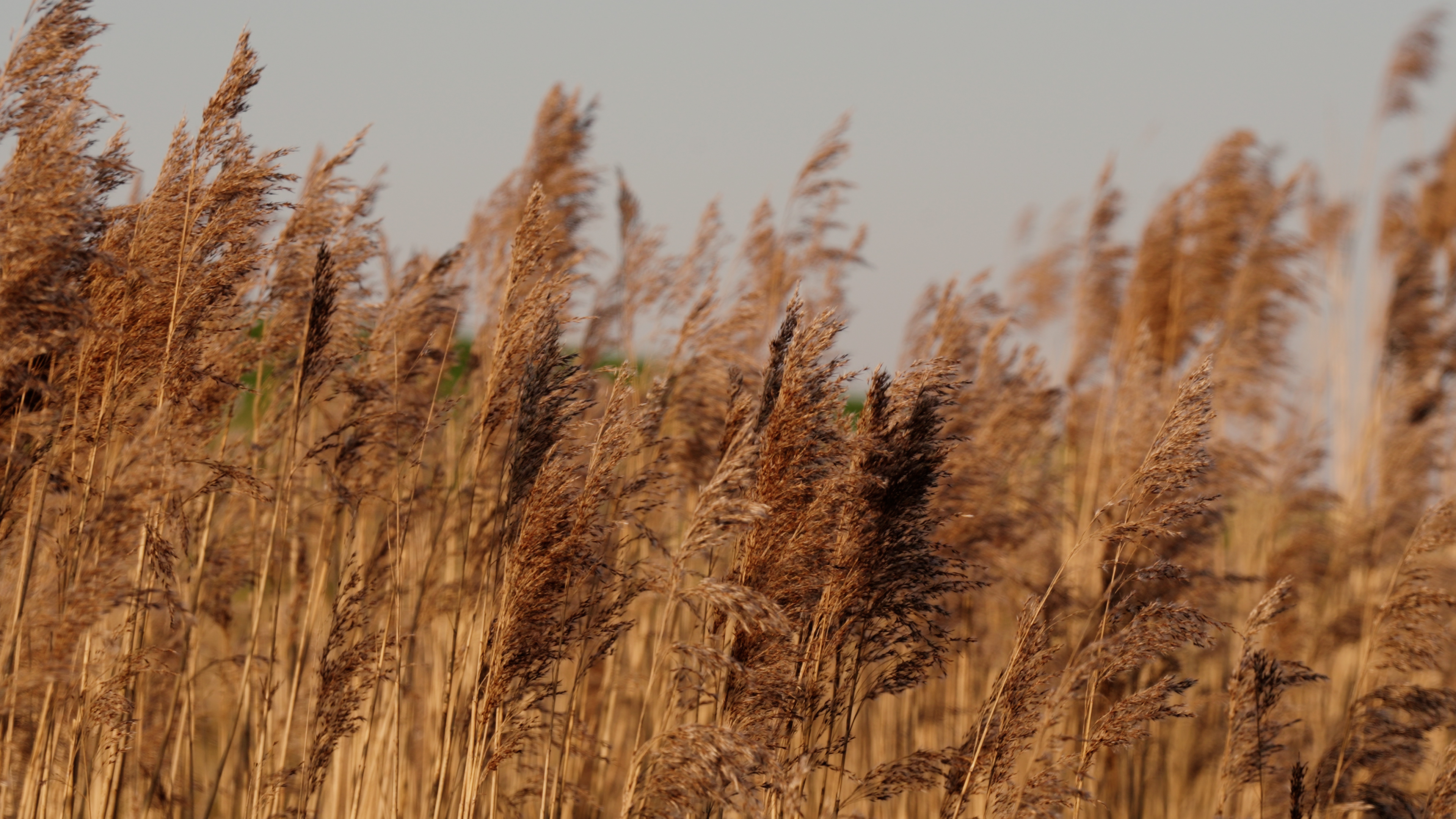 De natuur als vanzelfsprekend onderdeel van de Klimaatbuffer IJsselmeer